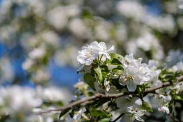 blooming apple tree in country garden in summer. close up details with blue sky