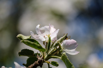 blooming apple tree in country garden in summer. close up details with blue sky