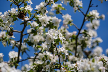 blooming apple tree in country garden in summer. close up details with blue sky
