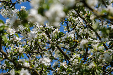 blooming apple tree in country garden in summer. close up details with blue sky