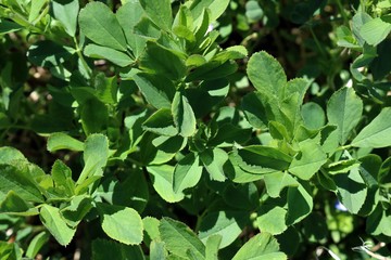 Very close-up of fresh spring Alfalfa crop growing in the sunshine