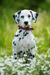 Dalmatian puppy in a flower meadow