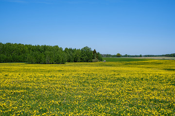 yellow dandelion flowers in green meadow in summer