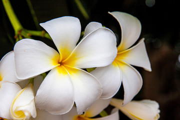 Fototapeta na wymiar Plumeria flowers are beautiful flowers with a variety of colors. Saw and missed the spa And is the national flower of Laos