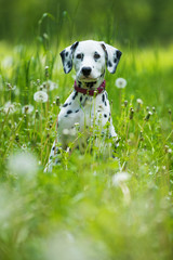 Dalmatian puppy in a flower meadow