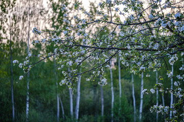 blooming apple tree in country garden in summer