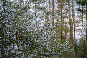 blooming apple tree in country garden in summer