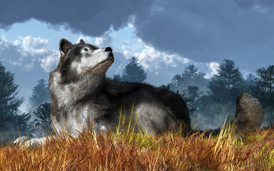 A gray wolf rests in tall dry grass late in the year. Behind it, an evergreen forest lines the field in the North American wilderness. Also called the timber wolf or Western wolf. 3D Rendering