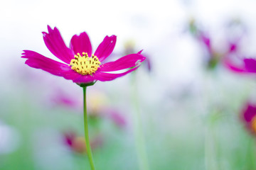Fototapeta premium Cosmos flower in the green fields. 