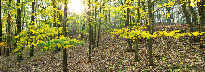 Autumn landscape with sun and sun beams