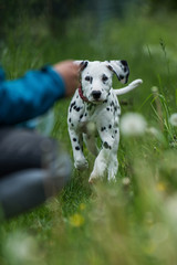 Dalmatian puppy in a flower meadow