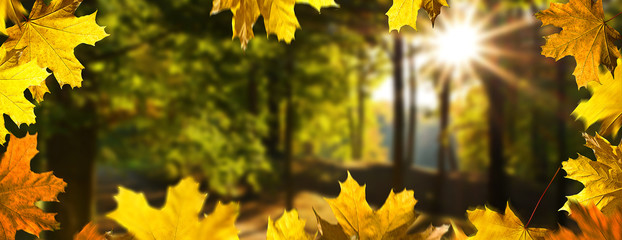 Autumn background. Landscape i the forest in the sunny day.