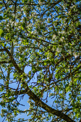 blooming apple tree in country garden in summer. close up details with blue sky