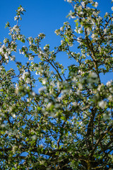 blooming apple tree in country garden in summer. close up details with blue sky