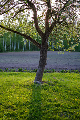 blooming apple tree in country garden at sunset