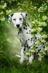 Dalmatian puppy sitting under a hawthorn