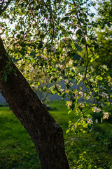blooming apple tree in country garden at sunset