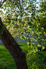 blooming apple tree in country garden at sunset