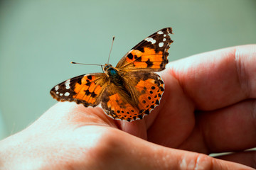 Fototapeta na wymiar The butterfly sat on a man's palm.