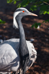 Demoiselle crane- beautiful bird close-up. Red eyes blue feathers