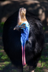 close-up Cazuar bird, a big bird an ostrich from a new guinea and Australia, bright coloring of a muzzle and a crest