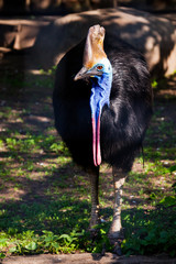 close-up Cazuar bird, a big bird an ostrich from a new guinea and Australia, bright coloring of a muzzle and a crest