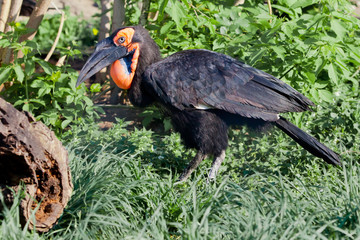 African bird. Southern ground hornbill on green grass, huge beak, smart look.