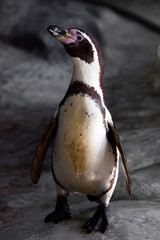 Humboldt penguin, a beautiful penguin with an innocent look  on a stone.