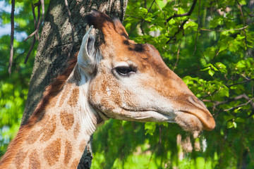 Head of a giraffe on a background of green. cute animal