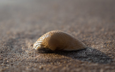 Muschel an Sandstrand