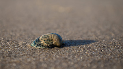 Muschel an Sandstrand