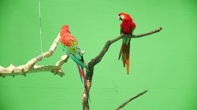 parrot macaw on a green background