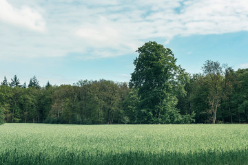 Meadow with tall grass near forest under cloudy sky.