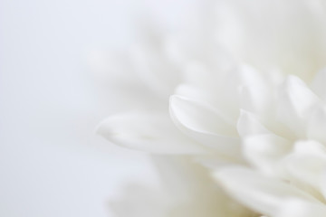 White flower petals with dreamy selective focus. Abstract closeup wit hnegative space.
