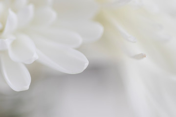 White flower petals with dreamy selective focus. Abstract closeup wit hnegative space.