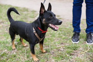 A small mongrel dog on a walk with the hostess on the lawn. Stands and looks away.