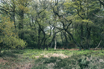 Fototapeta na wymiar Trees and vegetation in forest in spring.