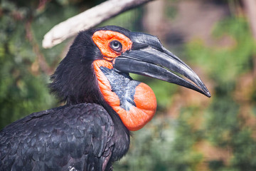 African bird. Southern ground hornbill on green grass, huge beak, smart look.