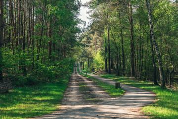 Fototapeta premium Dirt road and pathway into sunny forest in spring.