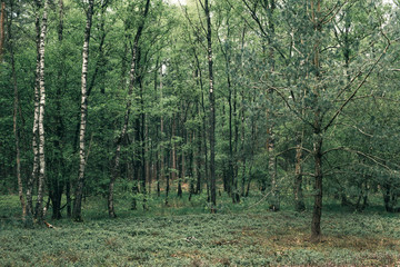 Different tree species in dense spring forest.