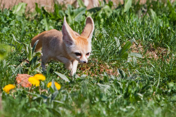 Cute  fox Fenech (Exupery novel, little prince) on the green grass.
