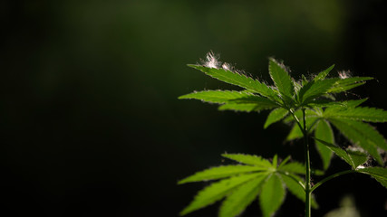 The backlit, evening light hemp leaves.Hemp in the vast southern regions of the country.Green leaves glow in the sun.Forest hygrophilous and shade-tolerant species.
