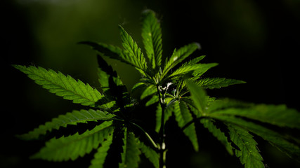 The backlit, evening light hemp leaves.Hemp in the vast southern regions of the country.Green leaves glow in the sun.Forest hygrophilous and shade-tolerant species.
