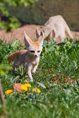 Cute  fox Fenech (Exupery novel, little prince) on the green grass.