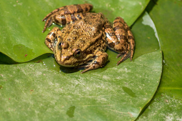 Frog on a water lily leaf. Natural background. Water lily leaves and a little frog