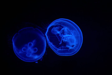 Jellyfish
