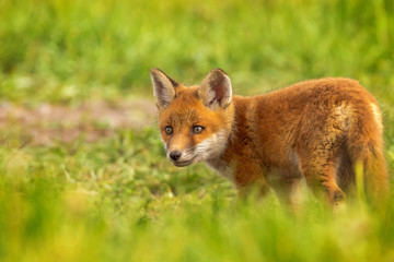 The red fox (Vulpes vulpes) is the only Central European representative of foxes and is therefore usually referred to as 
