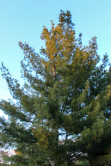 trees and blue sky