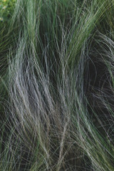 Long green grass like hair
