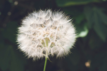 dandelion seeds close up in blue background